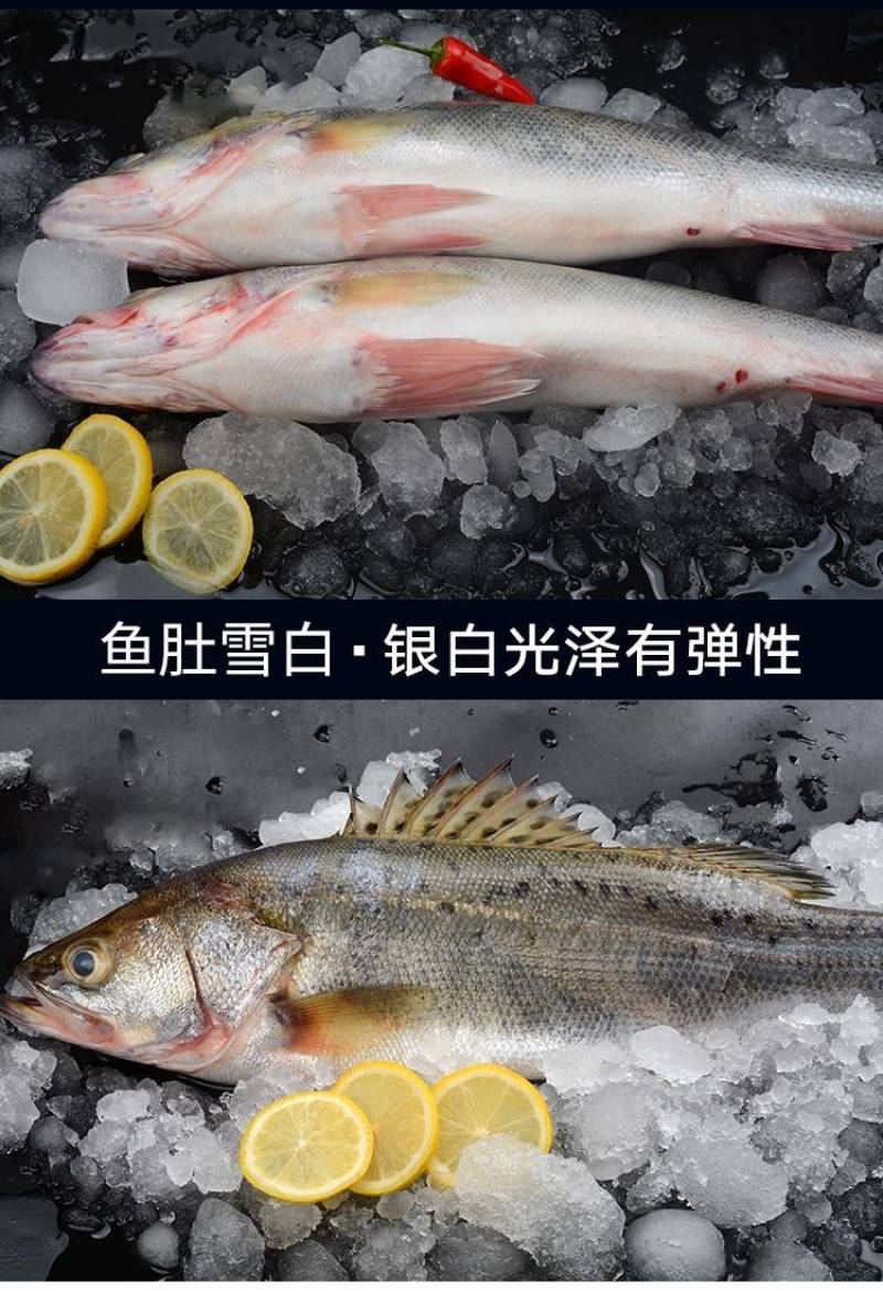 鲈鱼冻鲈鱼一条一斤和一斤以上都有