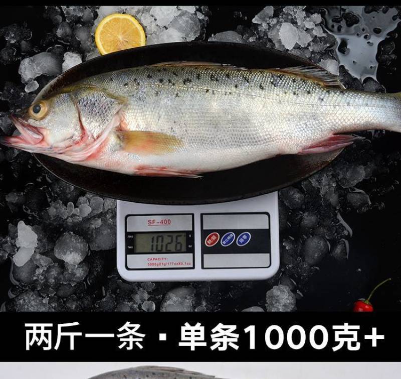 鲈鱼冻鲈鱼一条一斤和一斤以上都有