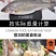 鲈鱼冻鲈鱼一条一斤和一斤以上都有
