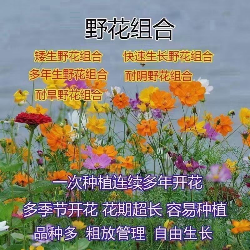 野花组合种子开花不断花海庭院室外路边绿化观赏种植