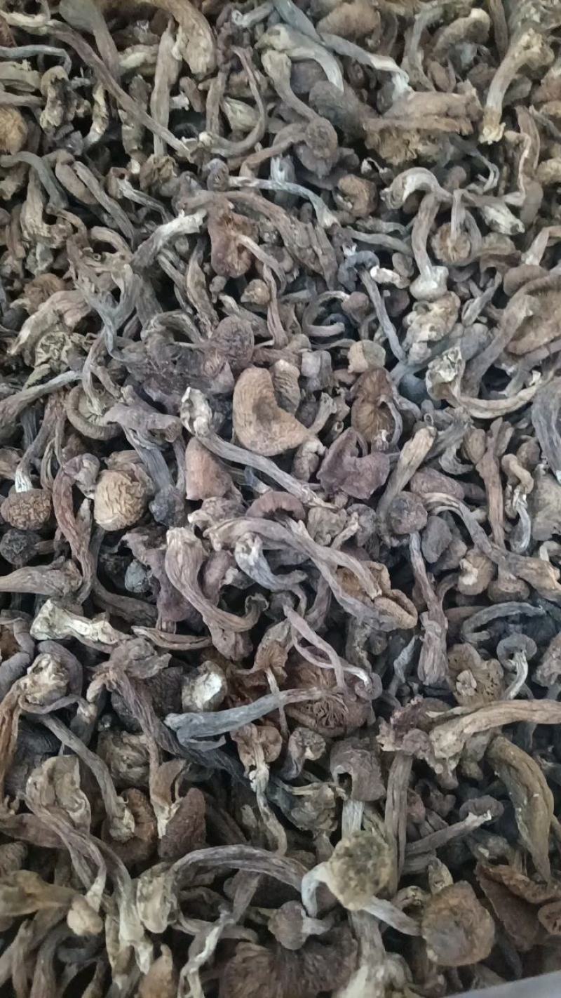 野生榛蘑丁，自然晾晒，剪根，过大沫，前期好货，无美颜，