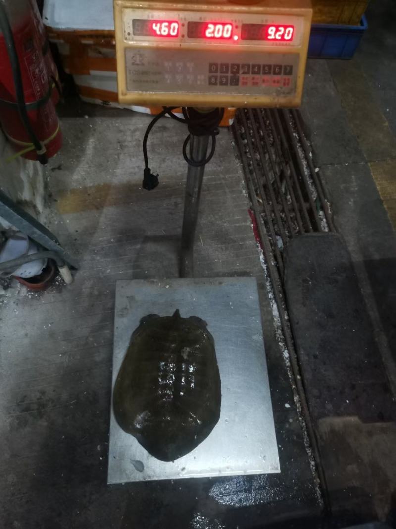 精选外塘甲鱼，2-3斤母水鱼(包活，肉质鲜美)，长期供应
