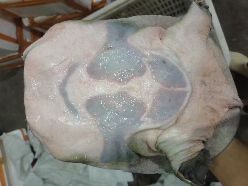 精选外塘甲鱼，2-3斤母水鱼(包活，肉质鲜美)，长期供应