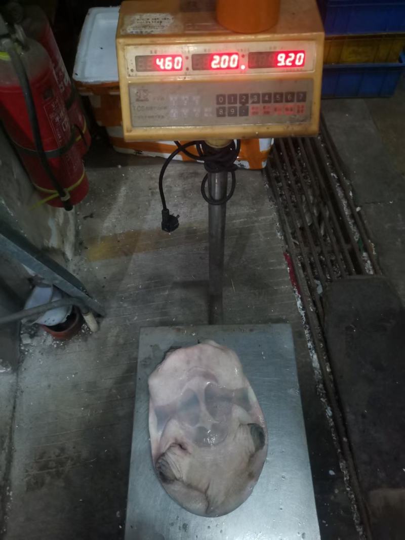 精选外塘甲鱼，2-3斤母水鱼(包活，肉质鲜美)，长期供应