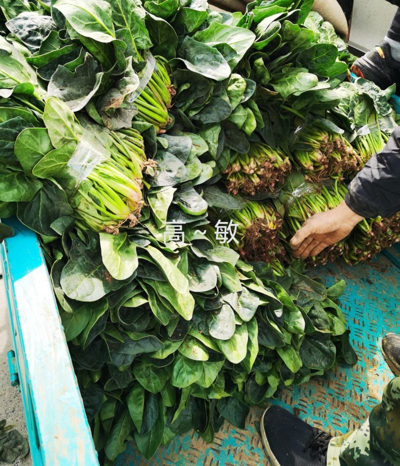 焦作博爱大叶波菜20-25厘米无斑点黄叶货源充足视频看货