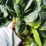 焦作博爱大叶波菜20-25厘米无斑点黄叶货源充足视频看货