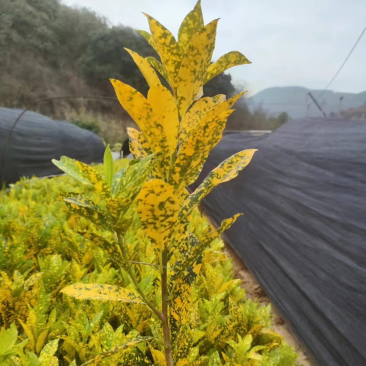 洒金珊瑚，花叶青木。一手货源，自家苗木基地生产