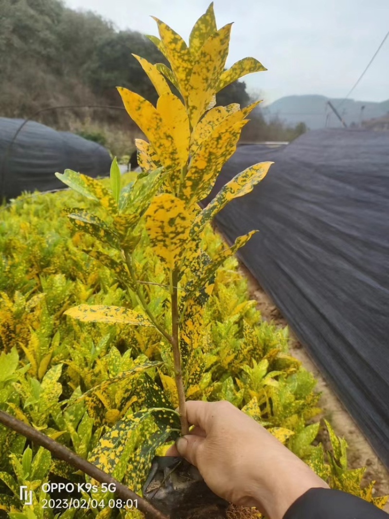 洒金珊瑚，花叶青木。一手货源，自家苗木基地生产