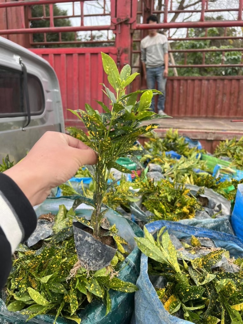 洒金珊瑚，花叶青木。一手货源，自家苗木基地生产