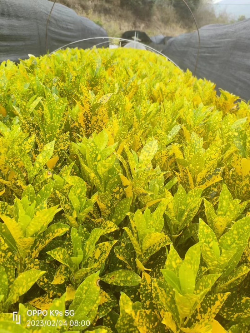 洒金珊瑚，花叶青木。一手货源，自家苗木基地生产