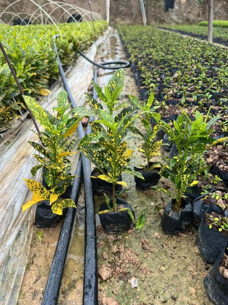 洒金珊瑚，花叶青木。一手货源，自家苗木基地生产