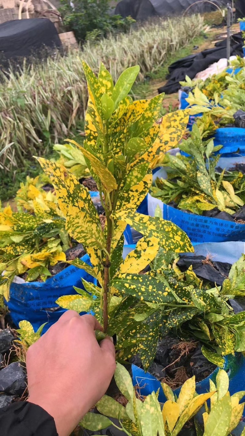 洒金珊瑚，花叶青木。一手货源，自家苗木基地生产