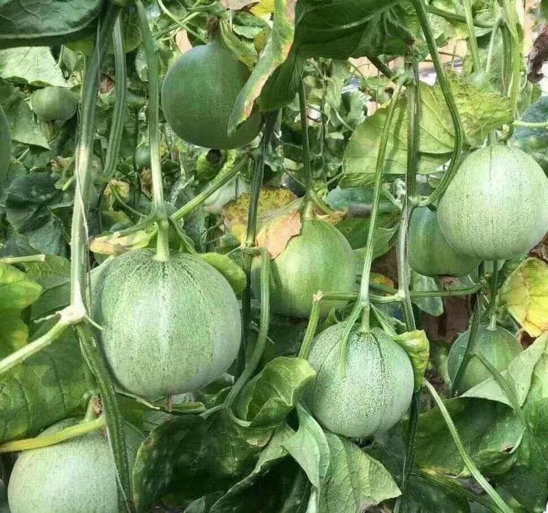 青甜脆甜瓜种子早熟肉质青脆多汁口感好抗病性强耐贮运春秋播