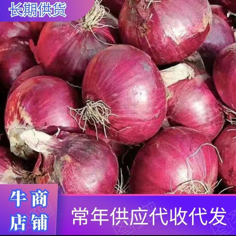 陕西渭南洋葱量大从优欢迎全国老板前来考察洽谈合作