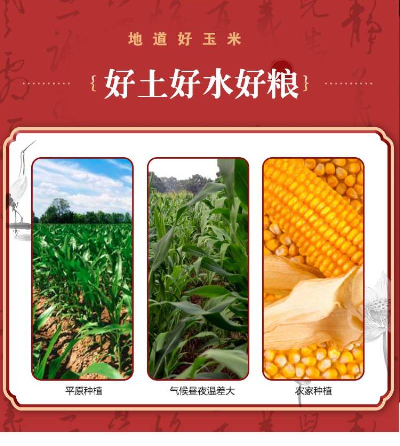 玉米糁玉米碴电商团购社区平台支持一件代发全国发货批量优惠