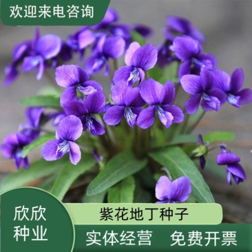 紫花地丁种子多年生耐寒花籽四季播地被矮生花草户外耐阴花种