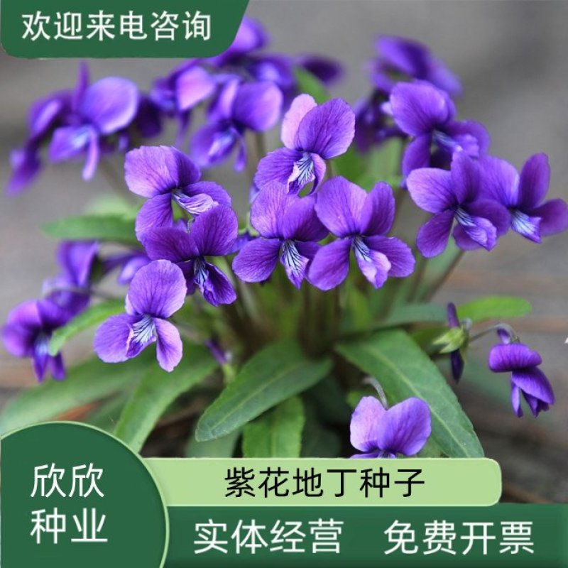紫花地丁种子多年生耐寒花籽四季播地被矮生花草户外耐阴花种