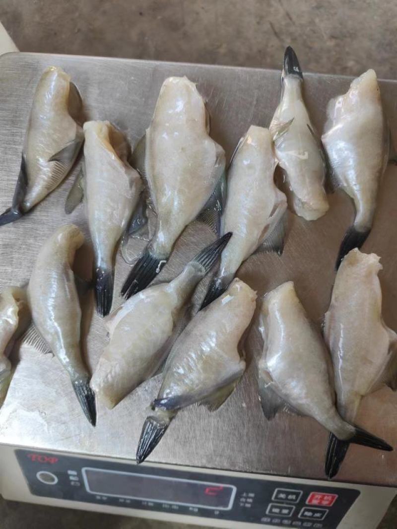 马面鱼