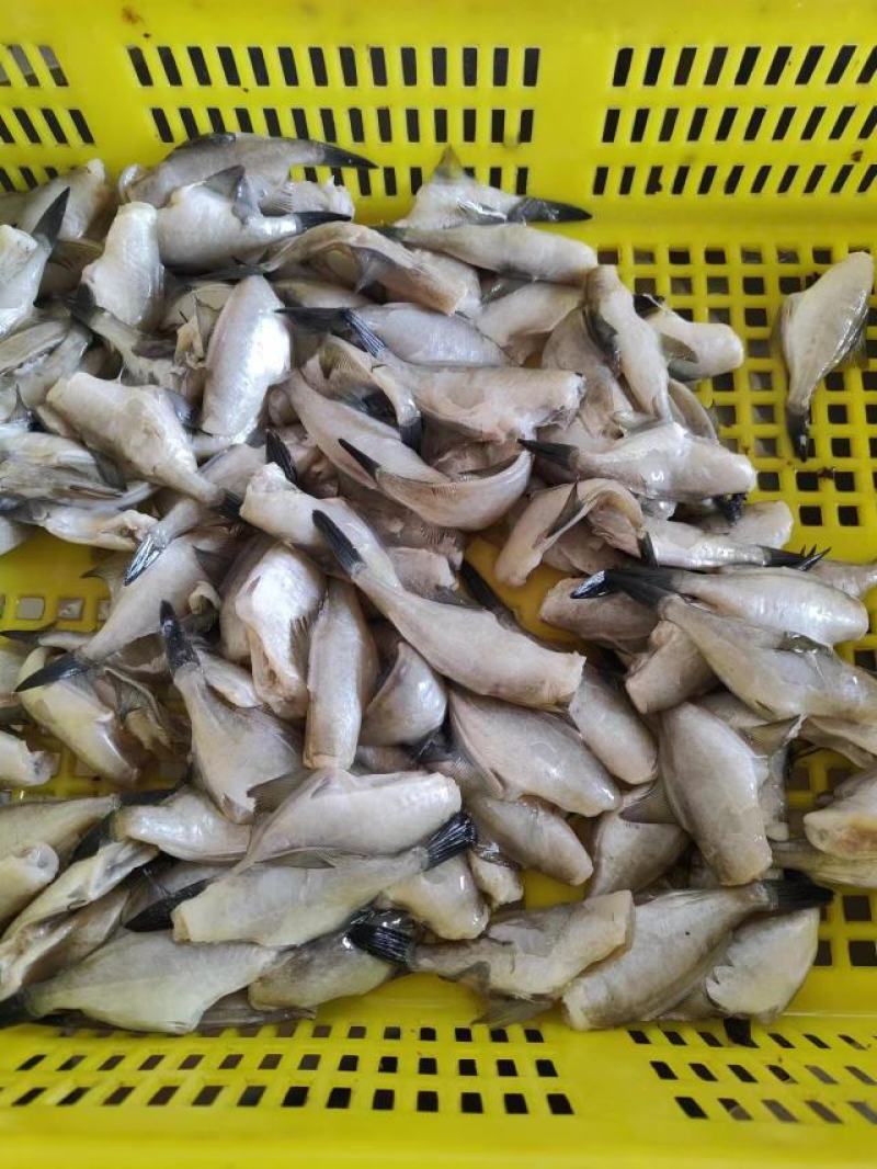 马面鱼
