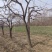 地径20公分龙爪柿子树