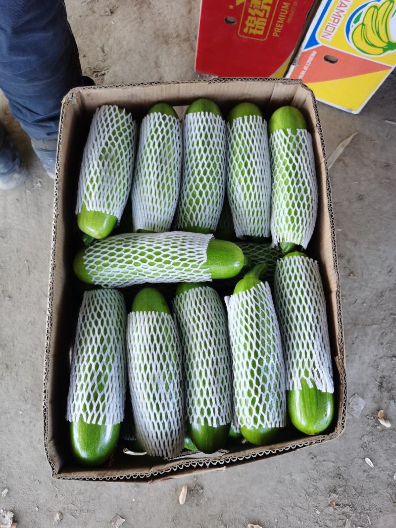 精品角瓜西葫芦