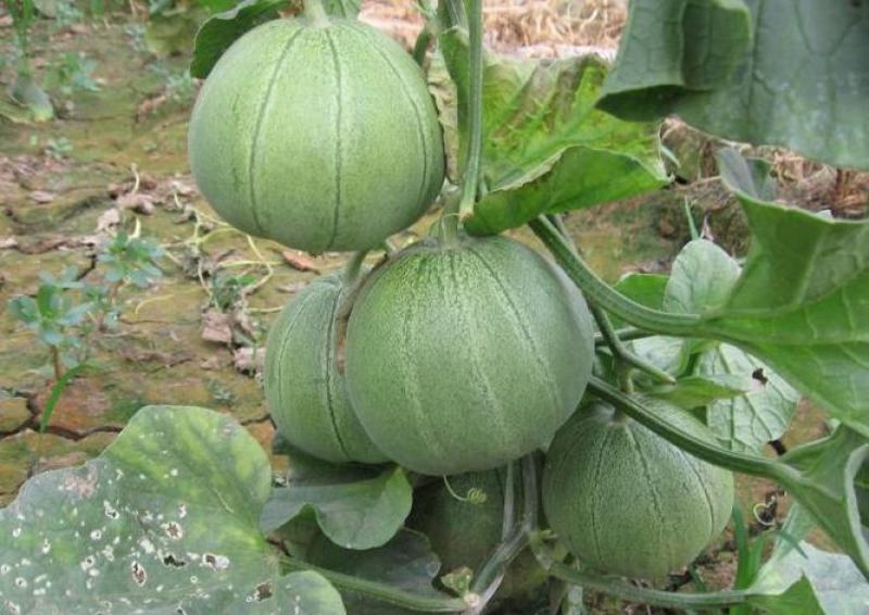 甜瓜种子老鼠瓜果实椭圆肉厚味甜汁多适宜露地春季夏季播种