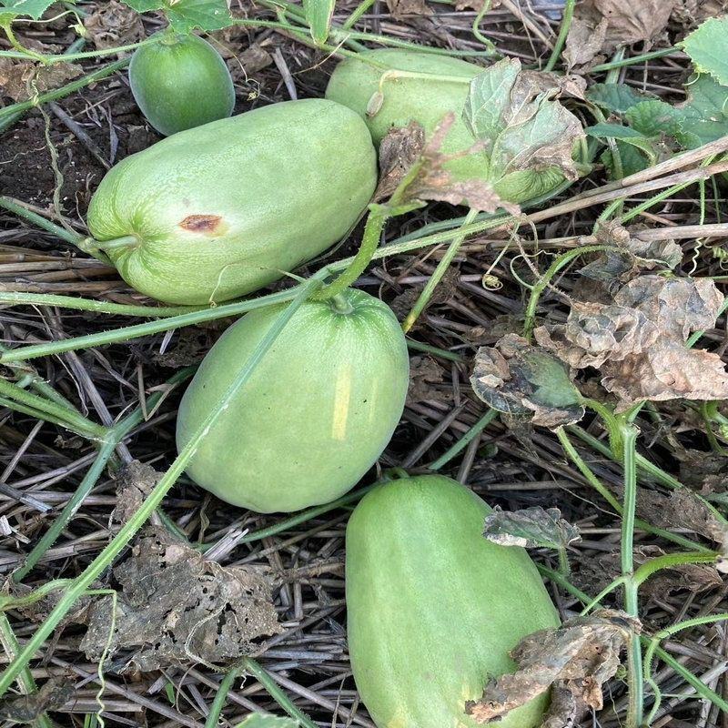 甜瓜种子老鼠瓜果实椭圆肉厚味甜汁多适宜露地春季夏季播种