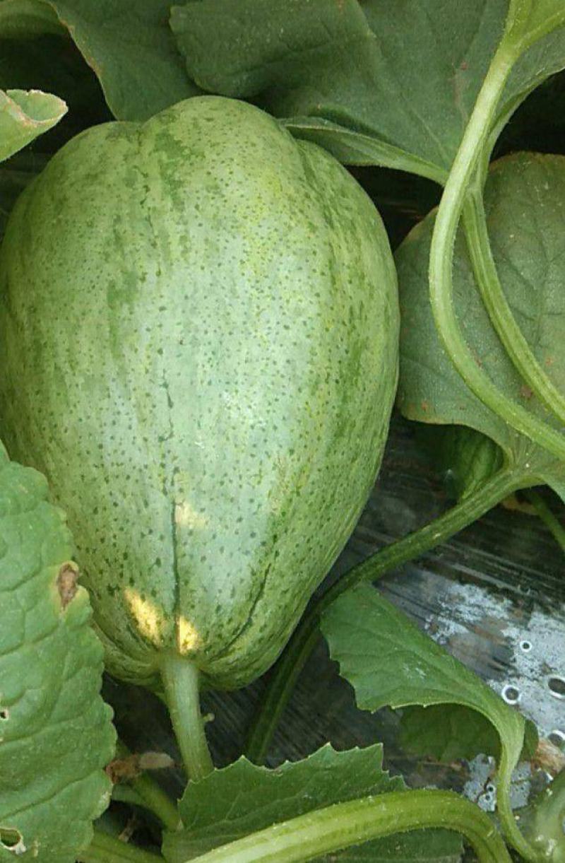 甜瓜种子老鼠瓜果实椭圆肉厚味甜汁多适宜露地春季夏季播种