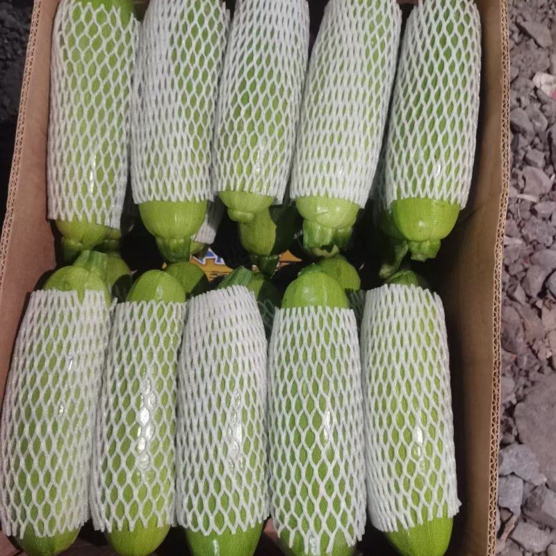 精品角瓜西葫芦