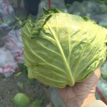 甘蓝大量现货。供货稳定一手资源