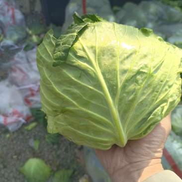 甘蓝大量现货。供货稳定一手资源