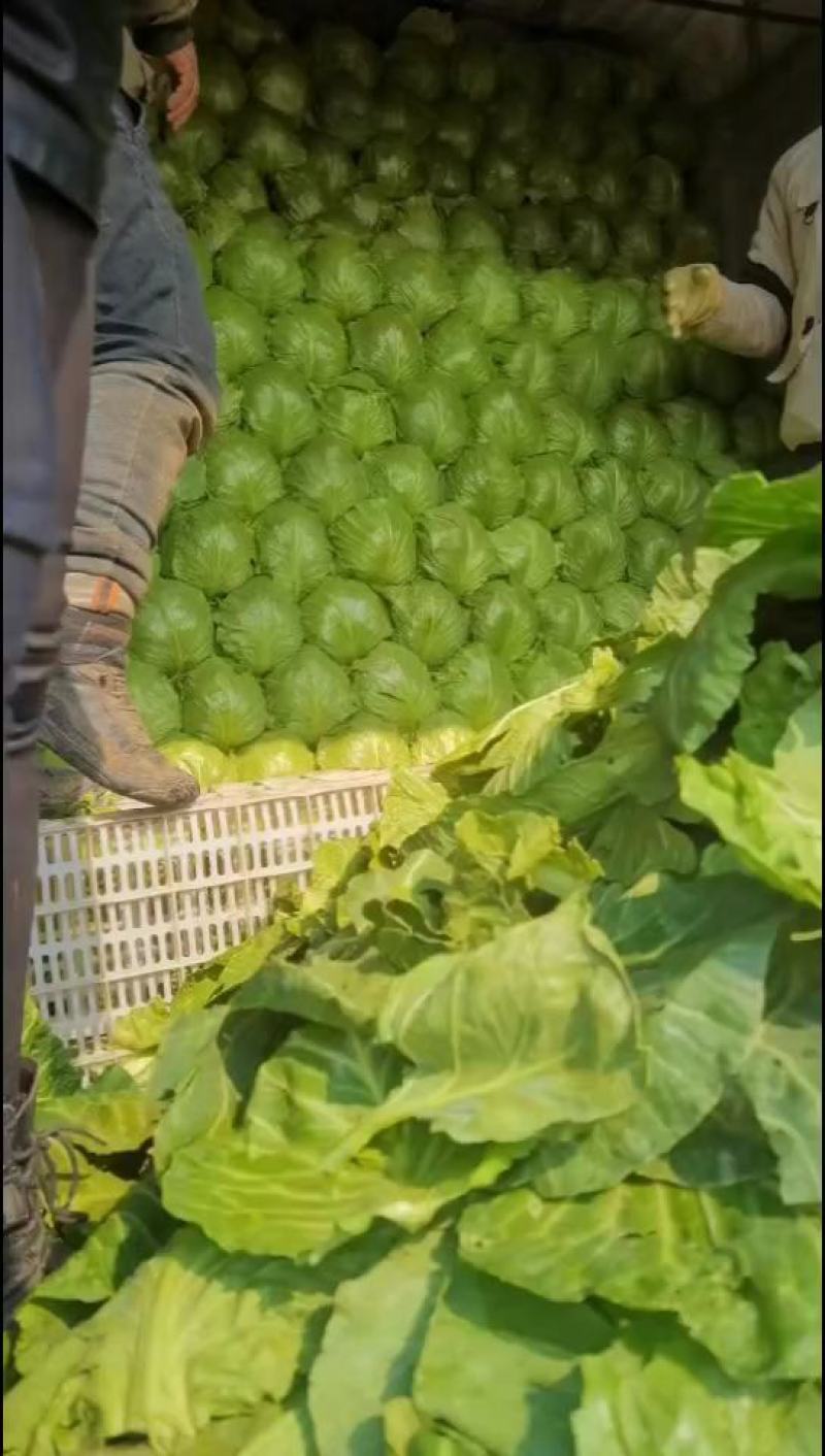 甘蓝大量现货。供货稳定一手资源