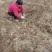 【牛商优选】杜梨苗1cm以下30~50cm欢迎实地考察