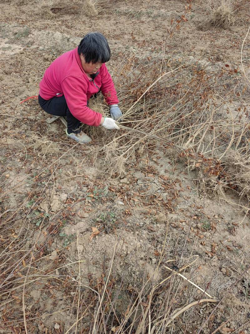 【牛商优选】杜梨苗1cm以下30~50cm欢迎实地考察
