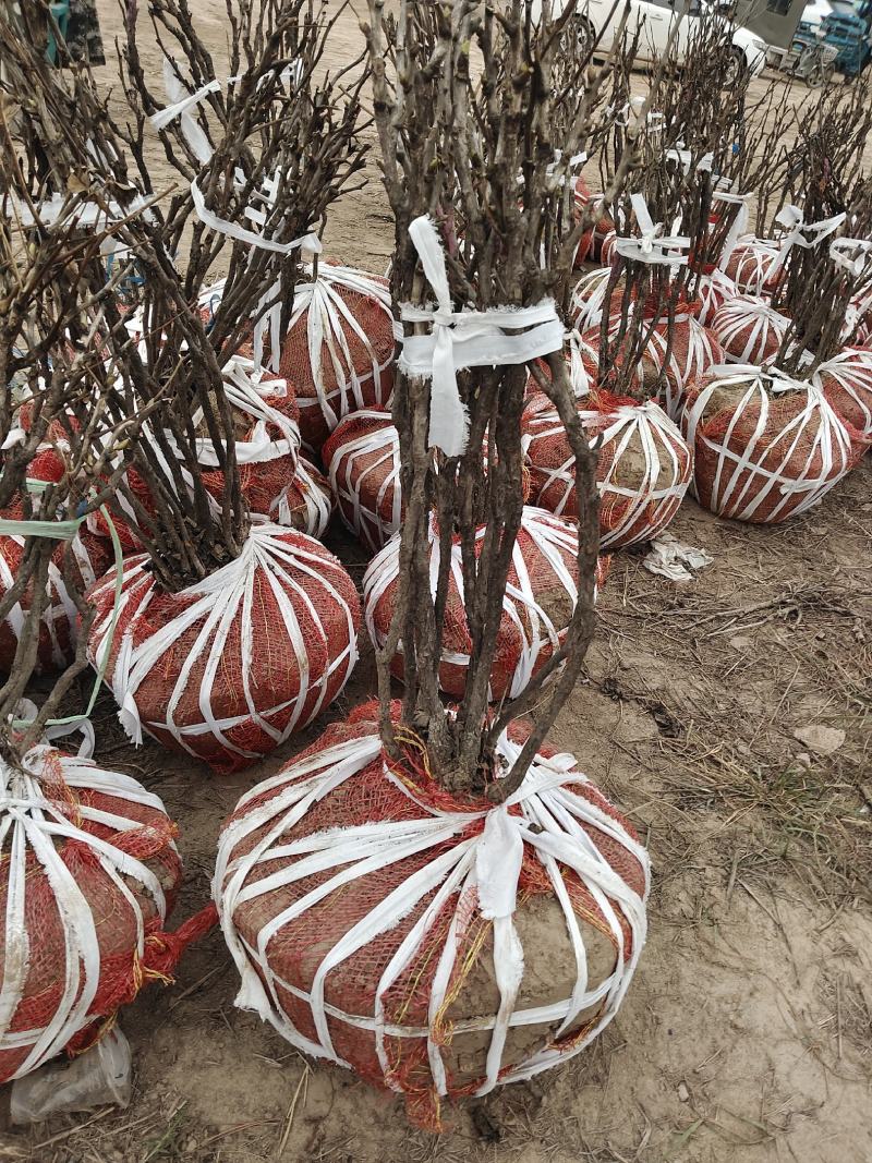 观赏牡丹芍药，品种纯正花色齐全，地头装车菏泽基地直供。
