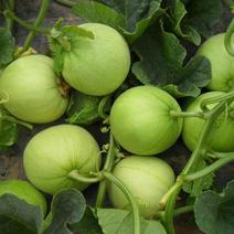 荃银香妃甜瓜种子正品香瓜圆形全年播原装种籽大棚四季种植种