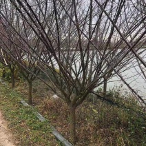 红梅美人梅、红梅、绿梅、榆叶梅等-支持看货