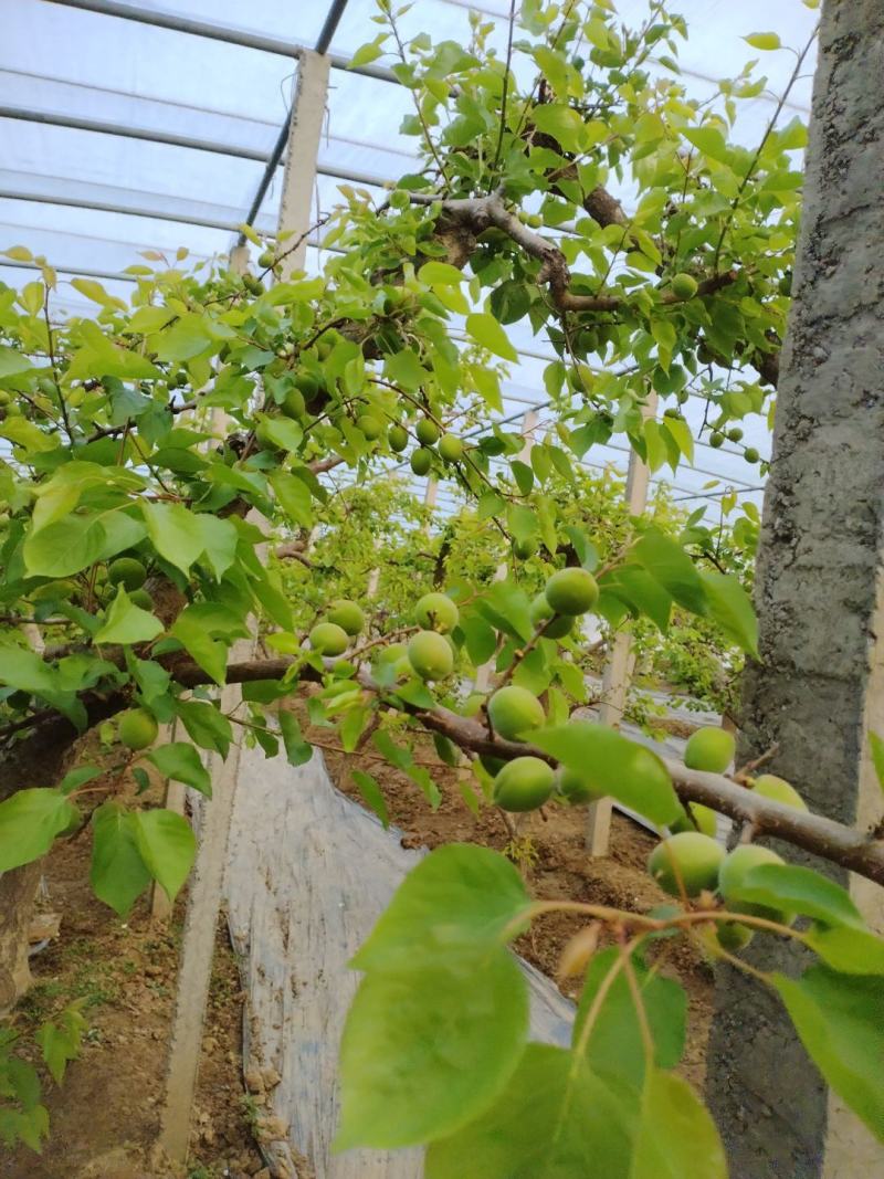 大棚金太阳小青杏