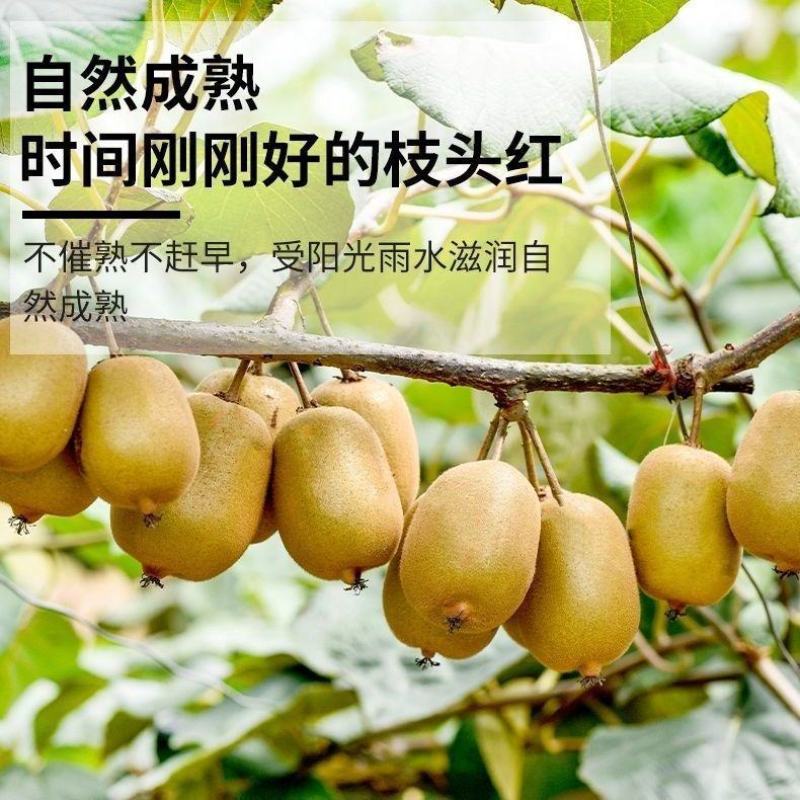 四川蒲江红心猕猴桃奇异果新鲜水果产地供应一件代发