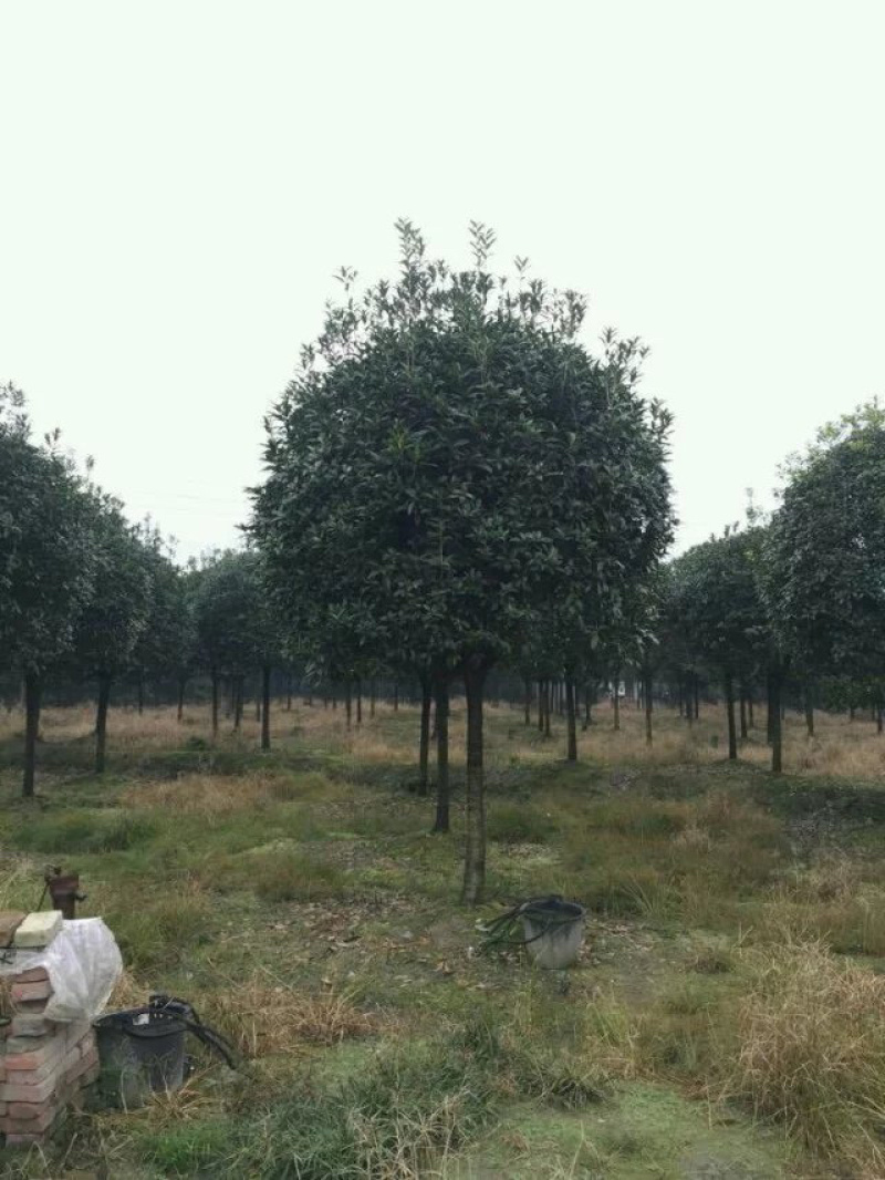 【桂花树】成都高杆桂花树产地现货供应价格可谈诚信经营