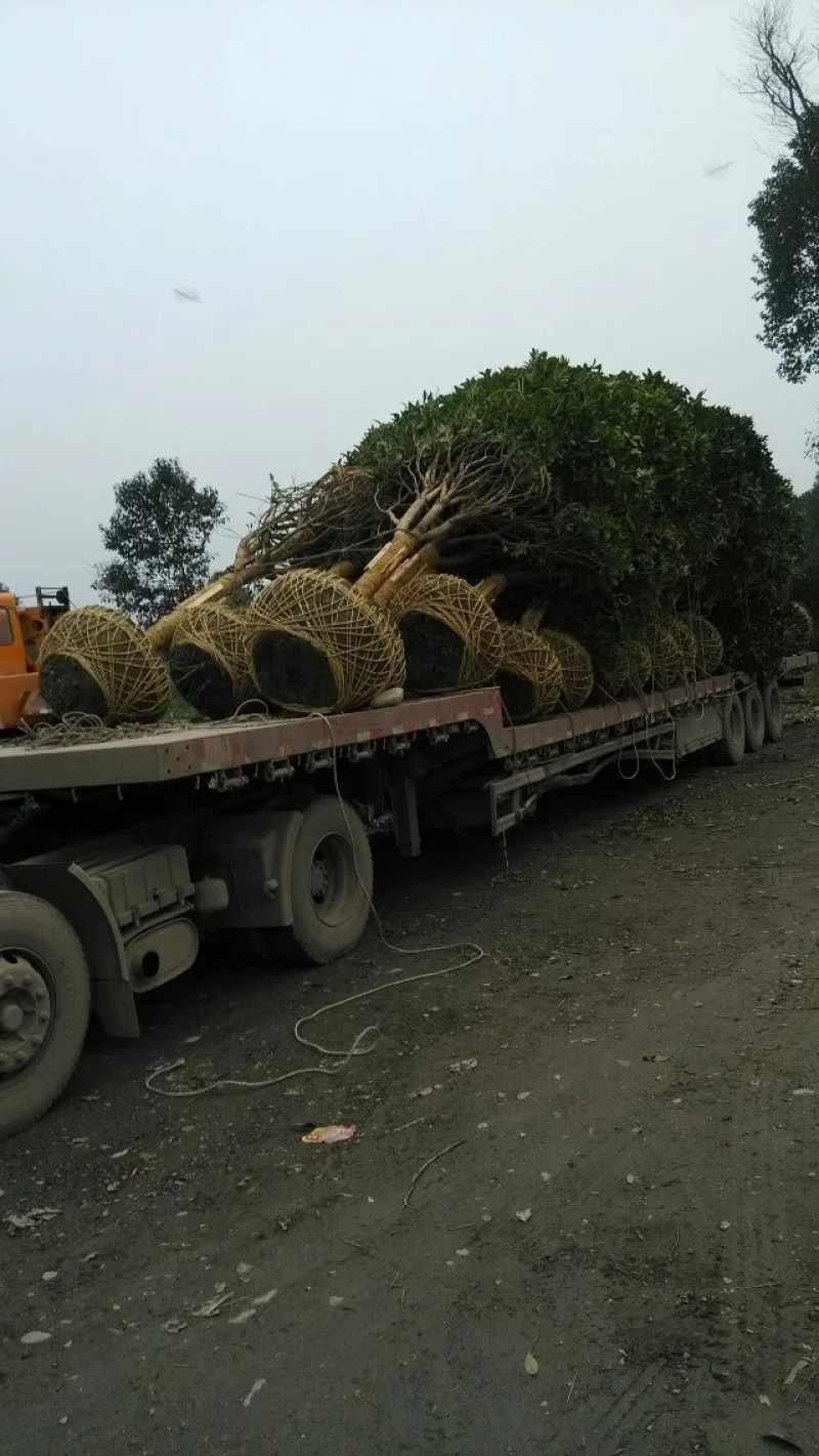 【桂花树】成都高杆桂花树产地现货供应价格可谈诚信经营