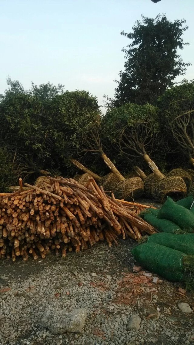 【桂花树】成都高杆桂花树产地现货供应价格可谈诚信经营