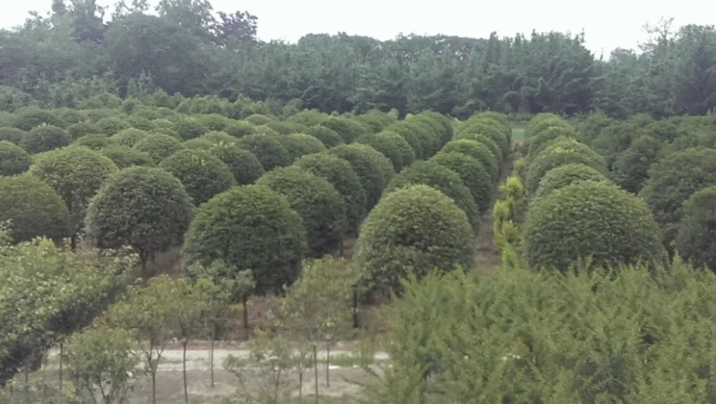 【桂花树】成都高杆桂花树产地现货供应价格可谈诚信经营