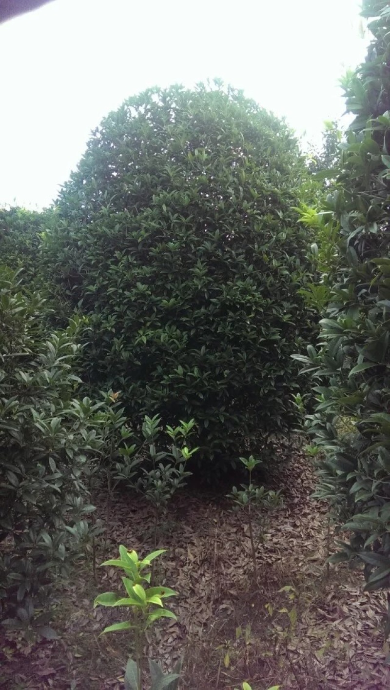 【桂花树】成都高杆桂花树产地现货供应价格可谈诚信经营