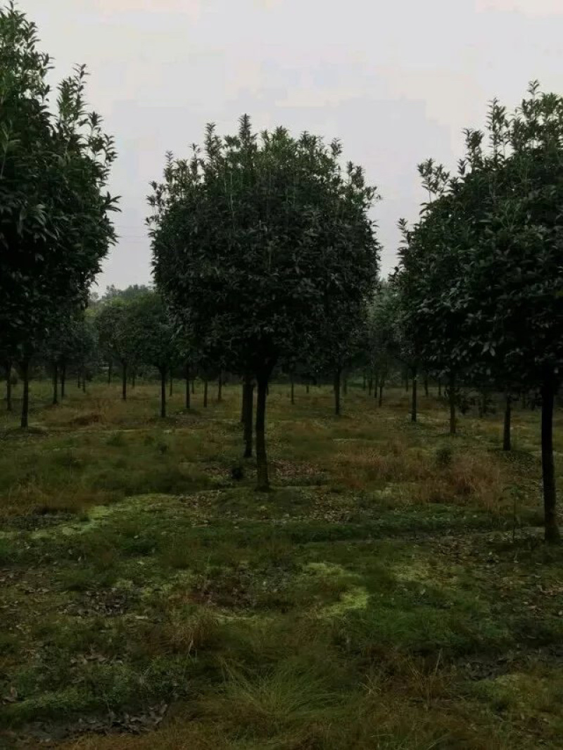 【桂花树】成都高杆桂花树产地现货供应价格可谈诚信经营
