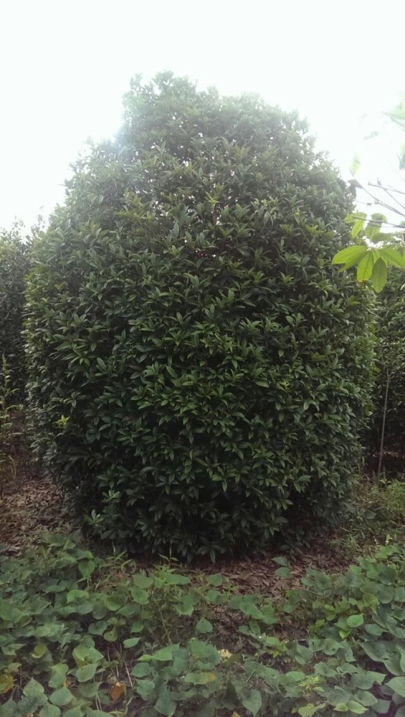 【桂花树】成都高杆桂花树产地现货供应价格可谈诚信经营