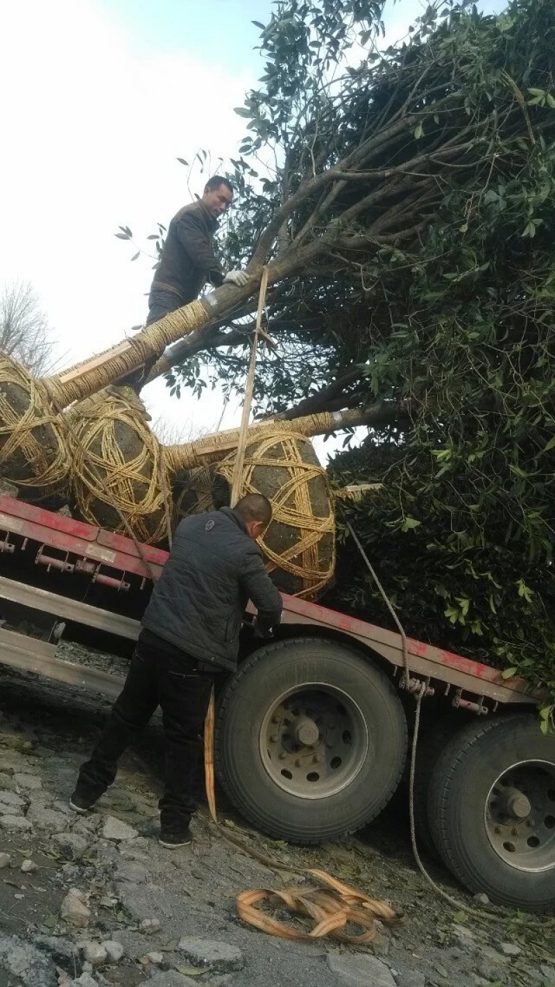 【桂花树】成都高杆桂花树产地现货供应价格可谈诚信经营