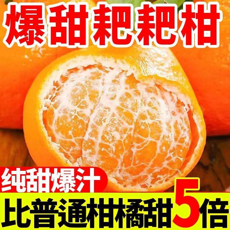 【大降价】四川眉山春见耙耙柑特级耙耙柑碰柑新鲜水果