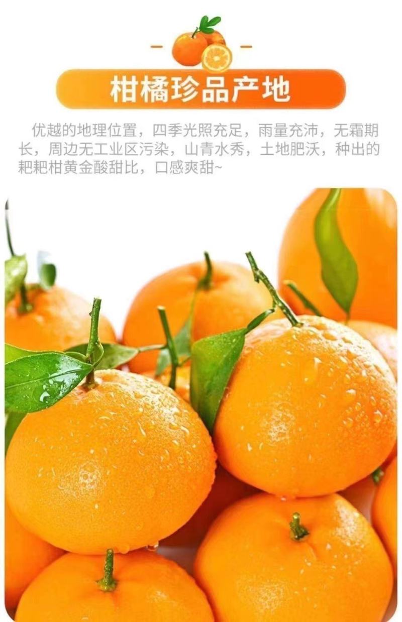 【大降价】四川眉山春见耙耙柑特级耙耙柑碰柑新鲜水果