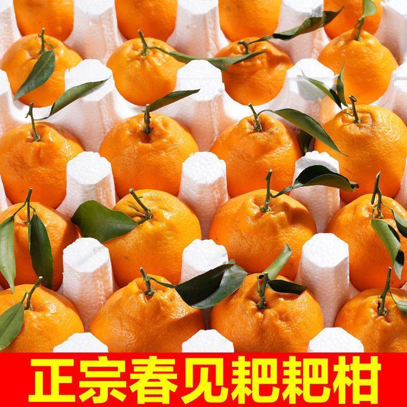 【大降价】四川眉山春见耙耙柑特级耙耙柑碰柑新鲜水果